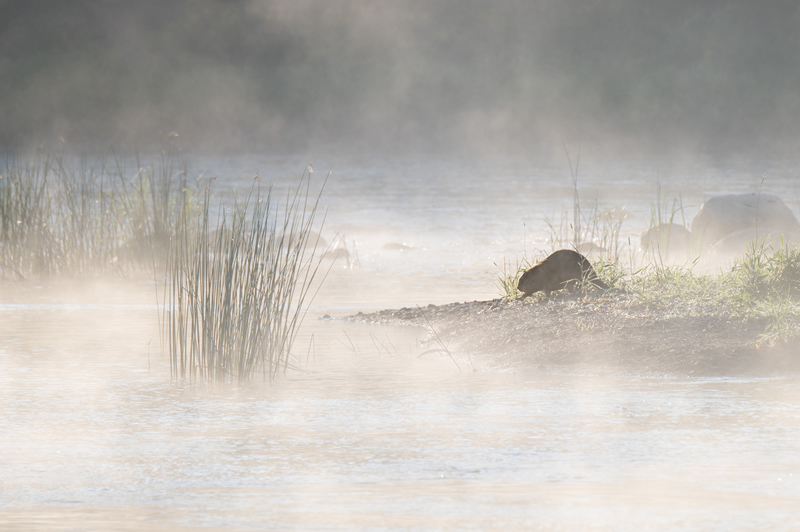 Misty Manitoba Morning by Doug Derksen